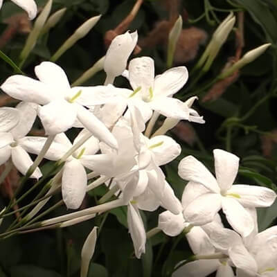 Winter Jasmin