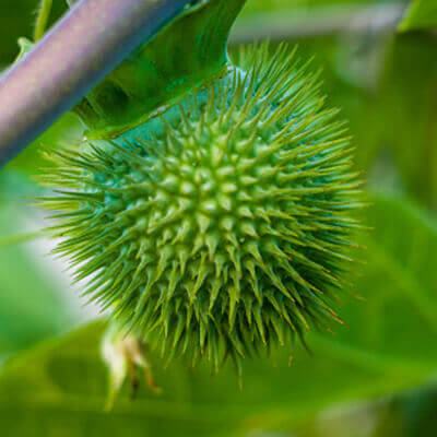 Datura