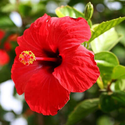 Hibiscus